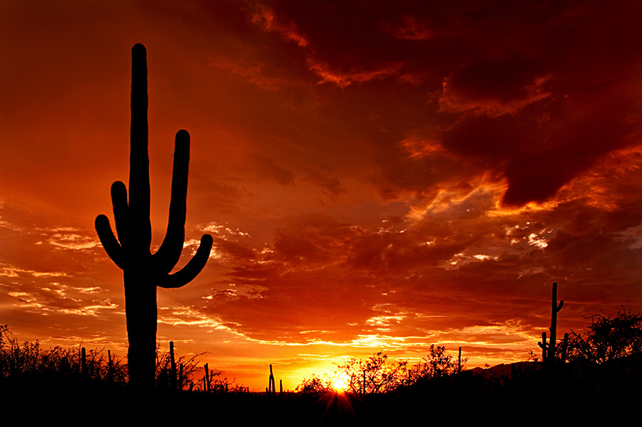 Saguaro_Sunset